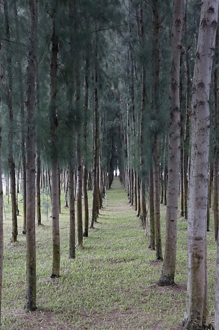 Wat Dhammakaya-MAI14-016